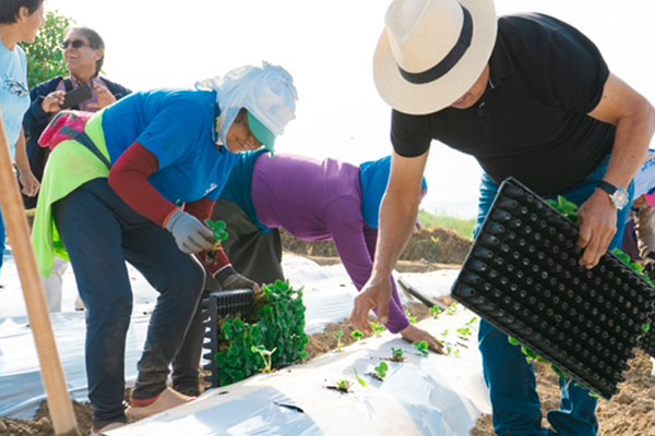 fresa agroexportable Huarmey fresa agroexportable Huarmey