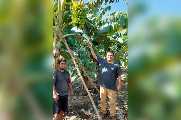 agricultores producción plátanos agricultores producción plátanos