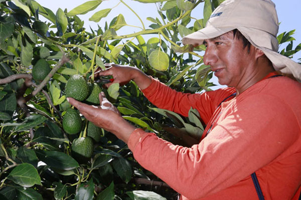 Día del Campesino 2025