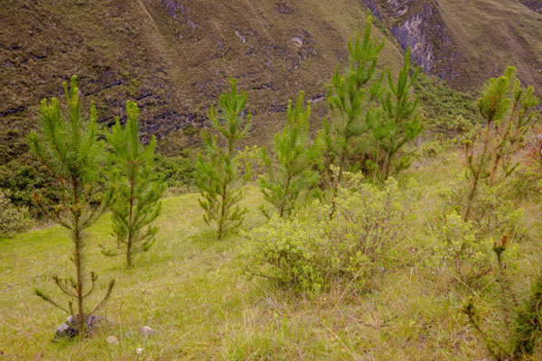 Día Mundial del Medio Ambiente