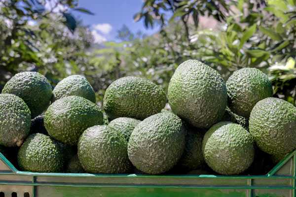 encuentro agroexportador palta hass encuentro agroexportador palta hass