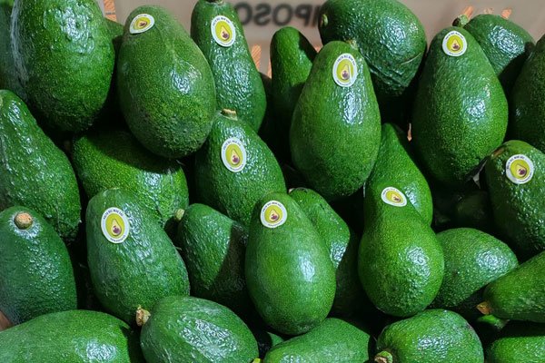 productoras de palta de Huarmey productoras de palta de Huarmey