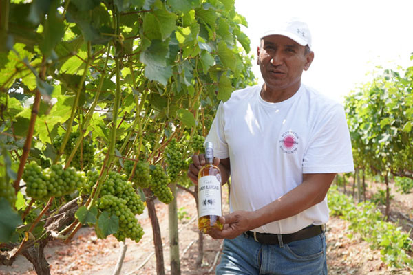 vinos huarmeyanos peru vino 