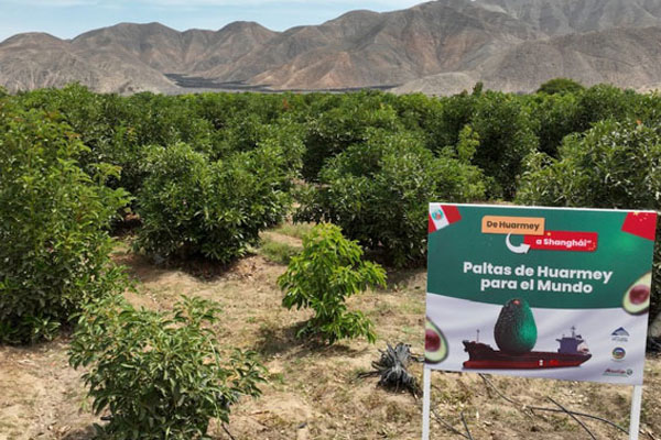 día nacional de la palta