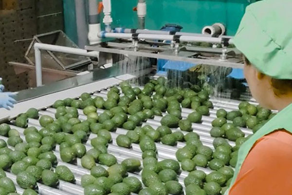 día nacional de la palta