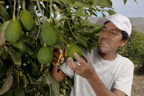 día nacional de la palta