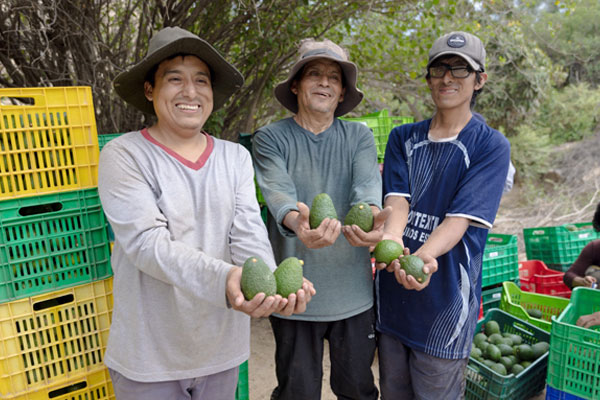 Día nacional de la palta