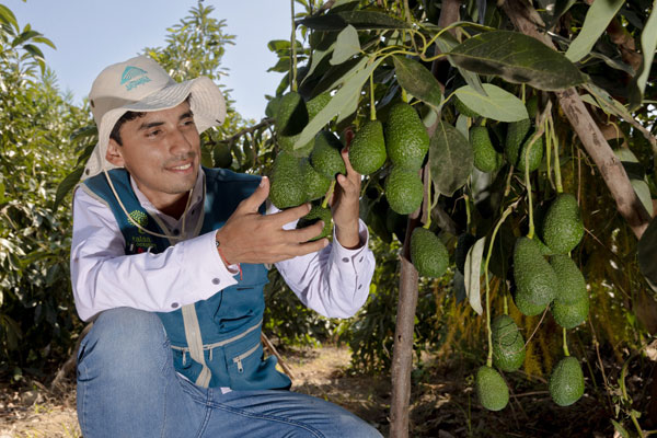 día nacional de la palta