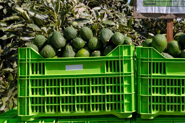 día nacional de la palta