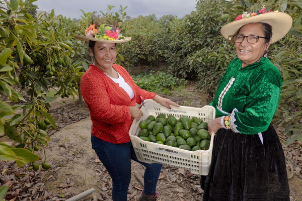 Día nacional de la palta