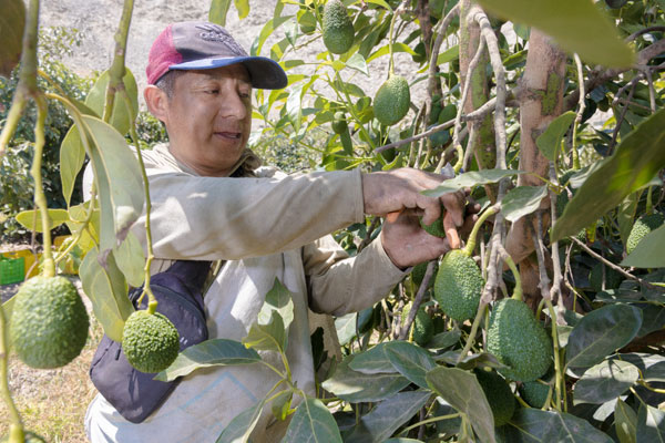 Día nacional de la palta