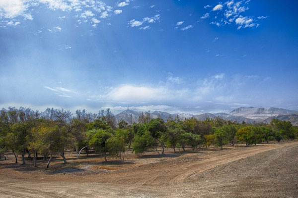 PERUMIN 37 Gestión del agua: Bosque de Huarmey