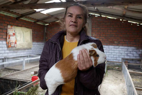 día mujeres rurales: cuy día mujeres rurales: cuy