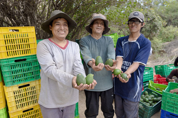 Día mundial de la alimentación Día mundial de la alimentación: palta