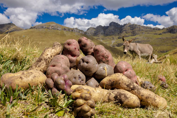 Día mundial de la alimentación Día mundial de la alimentación: papa