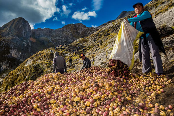 Día mundial de la alimentación Día mundial de la alimentación: papa