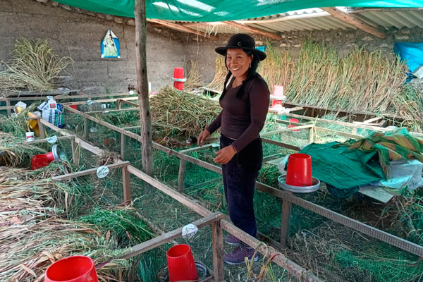 Día Internacional de la Mujer Emprendedora: galpón de crianza de cuyes
