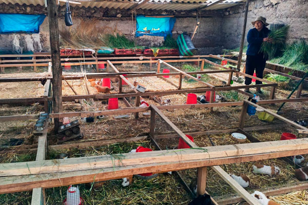 Día Internacional de la Mujer Emprendedora: cuyes