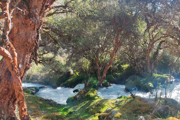 Día de los bosques - queñuales