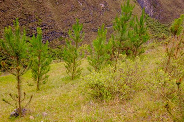 Día de los bosques - queñuales