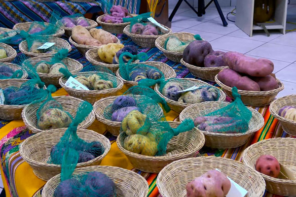 Santa Cruz de Pichiú Papa nativa