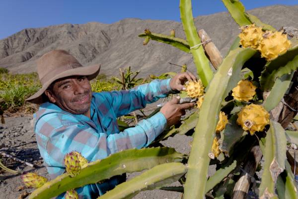 Día del campesino: producción de pitahaya
