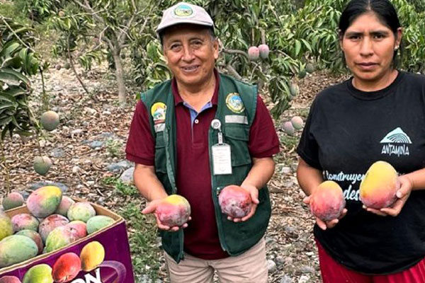 Día del campesino mangos - Huarmey Perú