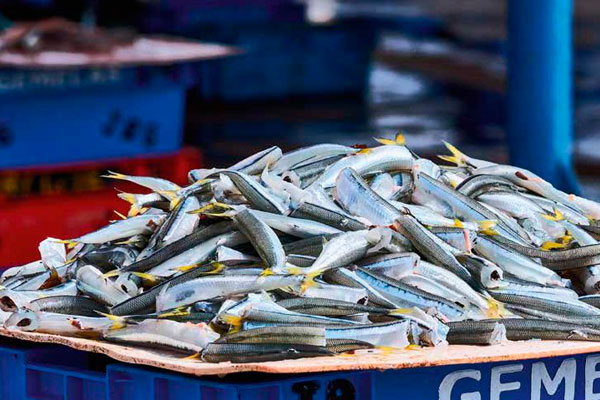 Día del pescador Perú