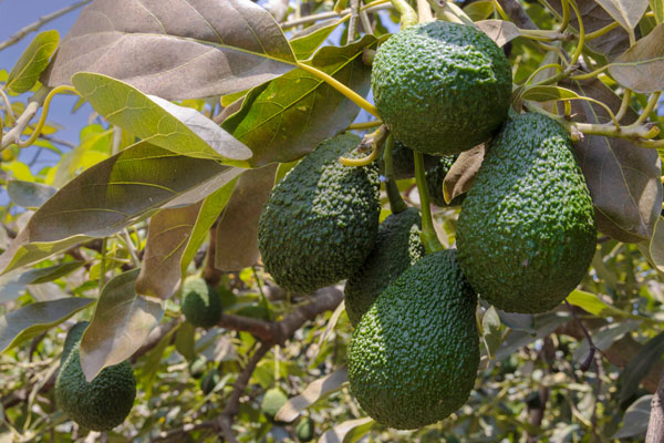 Paltas Valle Fortaleza