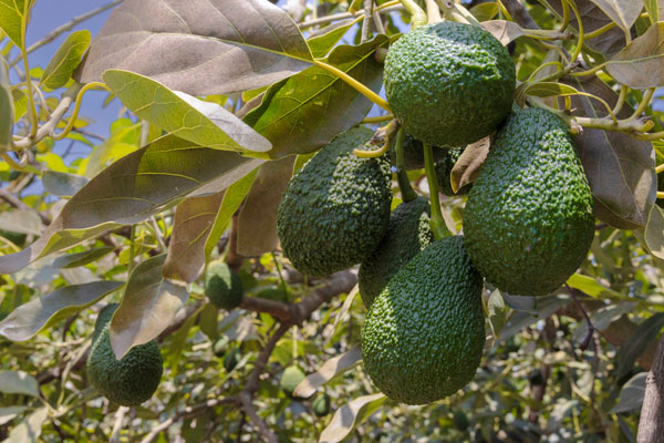 Día de la palta Día de la palta