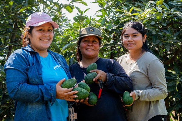 Día de la palta Día de la palta