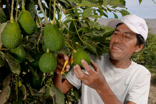 Día de la palta Día de la palta