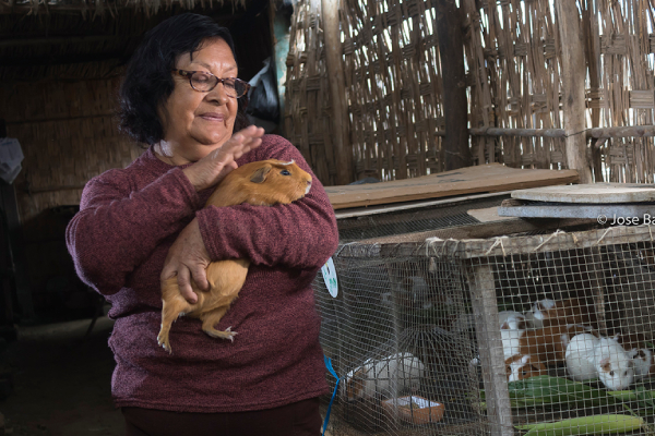 Día Mundial de la Alimentación: cuyes